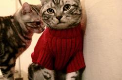 开云体育登录-拉沃尔杯何以完胜戴维斯杯？从穆雷的统治力看网球新时代的团队赛变革