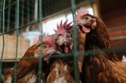 开云体育登录-当黑马撞线，F1终极战与NBA跨界的疯狂剧本