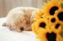 开云体育在线-剑雨逆转，锁定季后赛，英格拉姆关键三分助公牛横扫国王