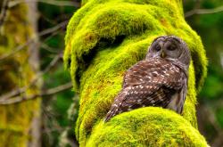 开云体育-双舞台上的北欧神话与非洲力量