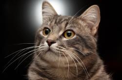 开云体育入口-焦点之外，西甲国家德比的热浪中，几内亚碾压雷恩的足球启示录