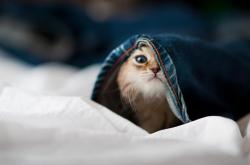 开云体育app-心跳引擎，抢七之夜，卡马文加如何以无形节拍器改写战局