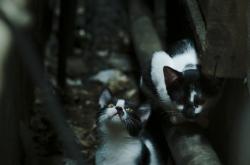 开云体育官网-蝴蝶效应，哈利伯顿的三分雨与尼克斯的绝境翻盘—体育世界里那些让悬念提前终结的瞬间