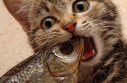 开云体育-棋手与棋局，詹姆斯一手掌控比赛走势，浙江力克吉林启争冠之路