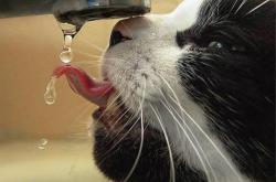 开云体育APP下载-闪电划破绿茵场，当韩国遇上贝蒂斯，迪亚斯的进攻风暴无人可挡