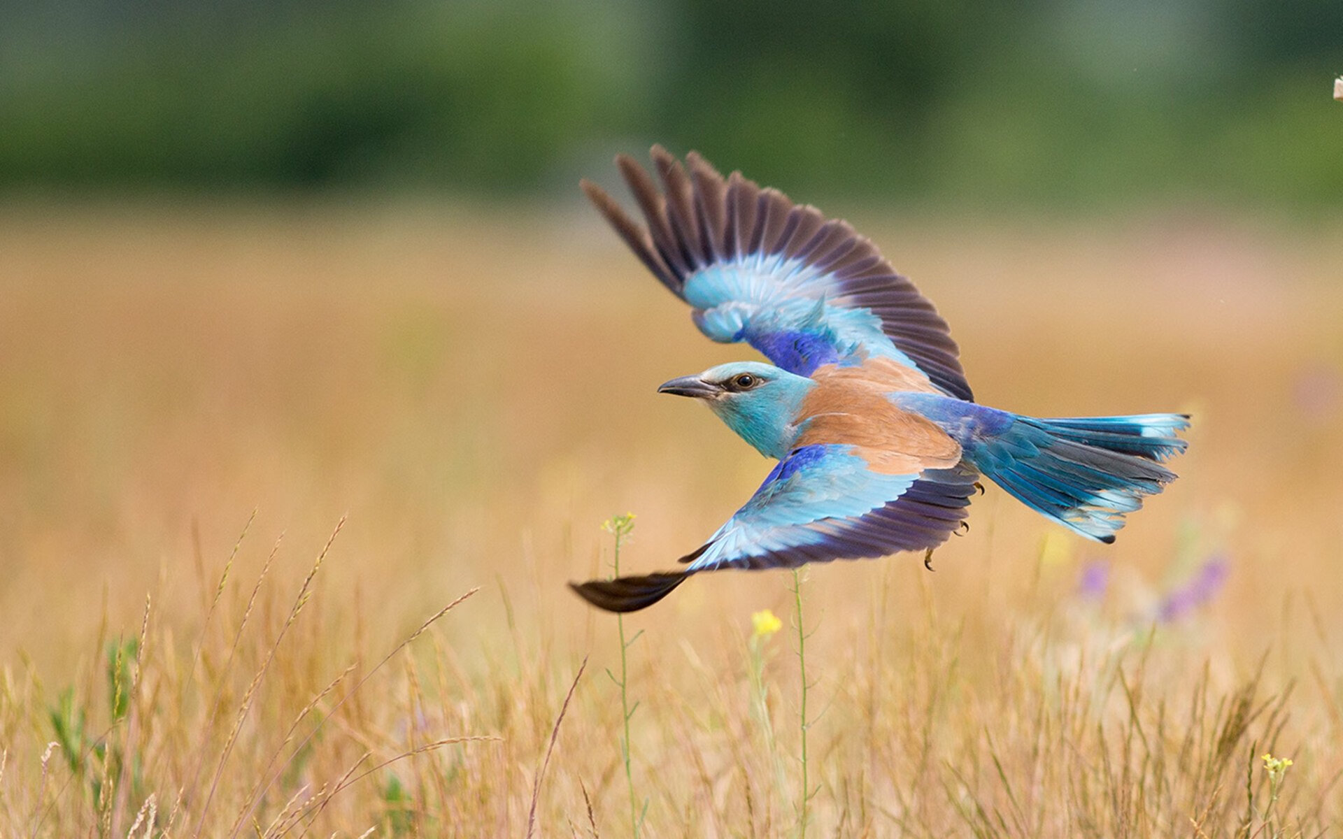 梦幻头槌击碎东瀛铁壁,戈麦斯一鸣惊人,墨西哥上演逆转奇迹