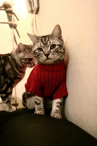 拉沃尔杯何以完胜戴维斯杯？从穆雷的统治力看网球新时代的团队赛变革