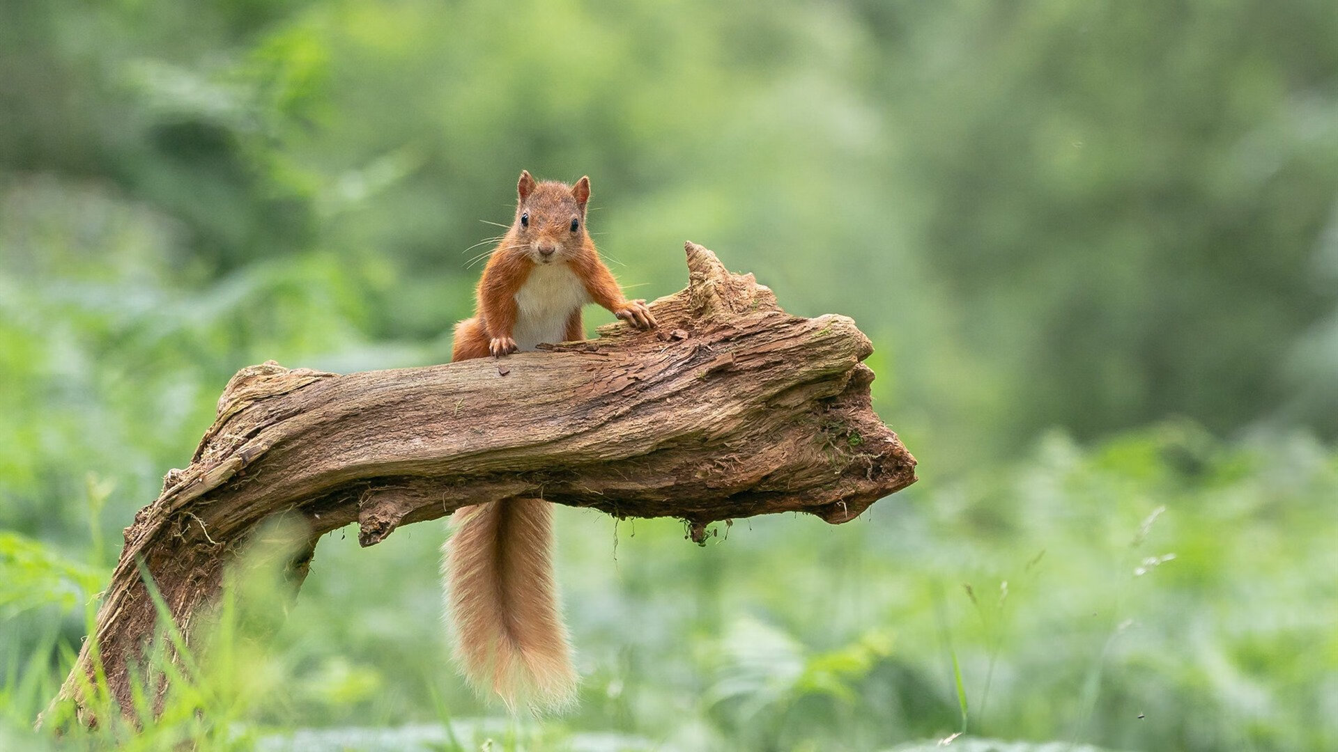拉沃尔杯的狂欢吞噬墨尔本寂静，兹维列夫的火热状态是网球未来的预言吗？
