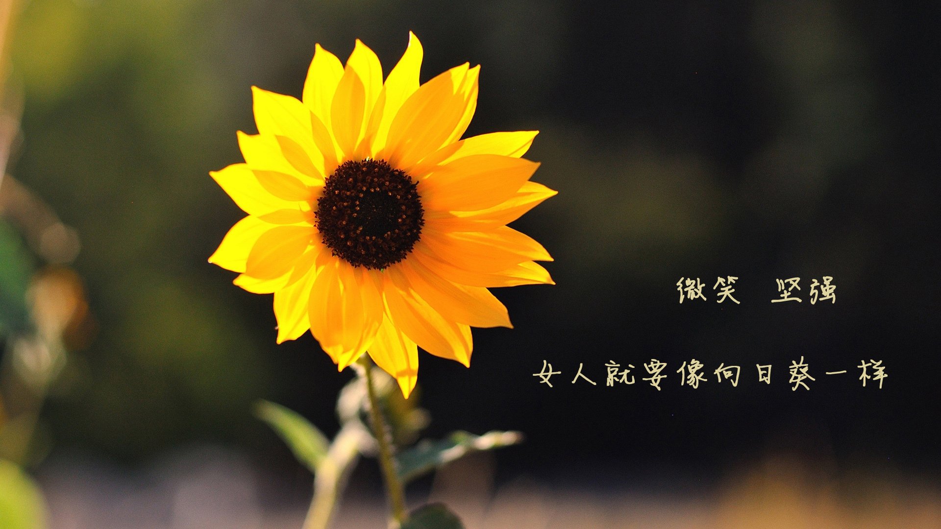 法网鏖战淬火钢铁意志，年终制胜解锁岁月枷锁—德约科维奇关键分上的统治密码