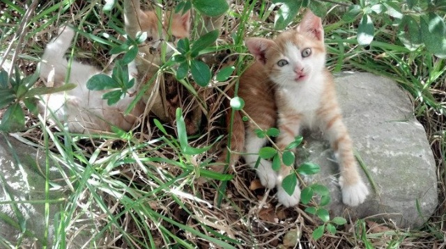 澳网绝杀法网，辛纳点燃赛场