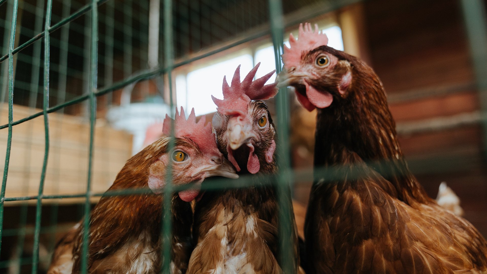 当黑马撞线，F1终极战与NBA跨界的疯狂剧本