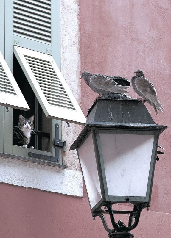 足球世界的双重奇迹,塞内加尔压制巴西,久保建英闪耀欧冠