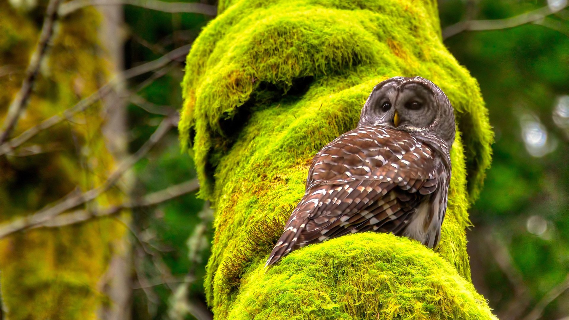 双舞台上的北欧神话与非洲力量