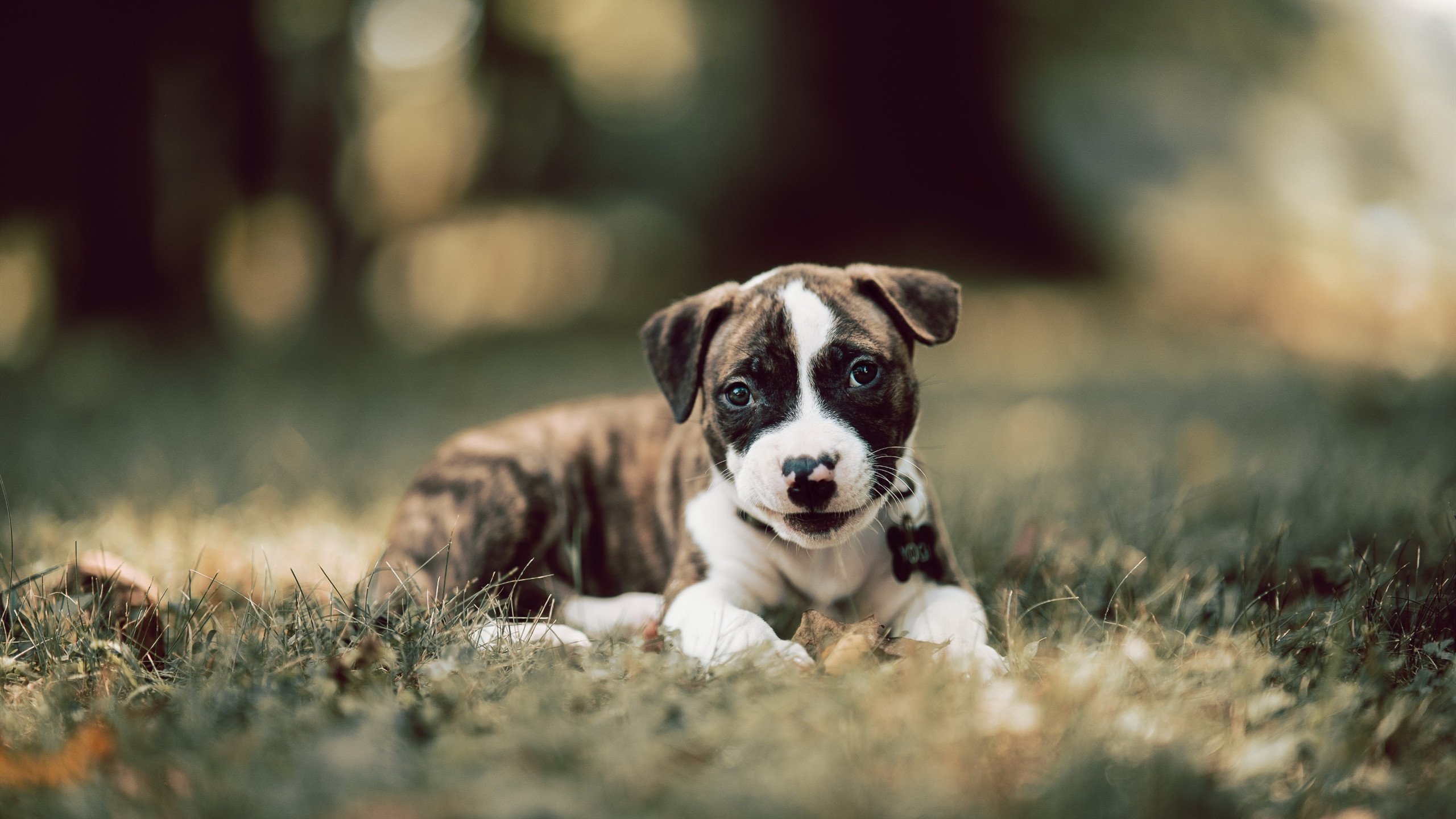 亚特兰大三箭定江山,意甲焦点战击溃瑞典劲旅马尔默