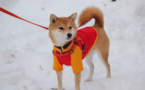 暗夜狂澜，深圳队在麦迪逊花园导演28分惊天逆转，拉梅洛化身关键先生