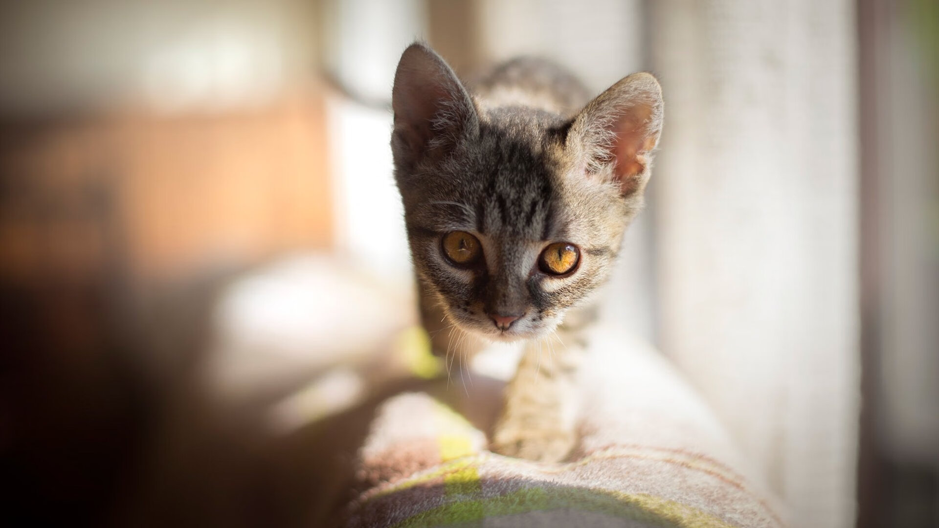 一剑封喉！迪亚斯禁区魔术，委内瑞拉轻取新西兰