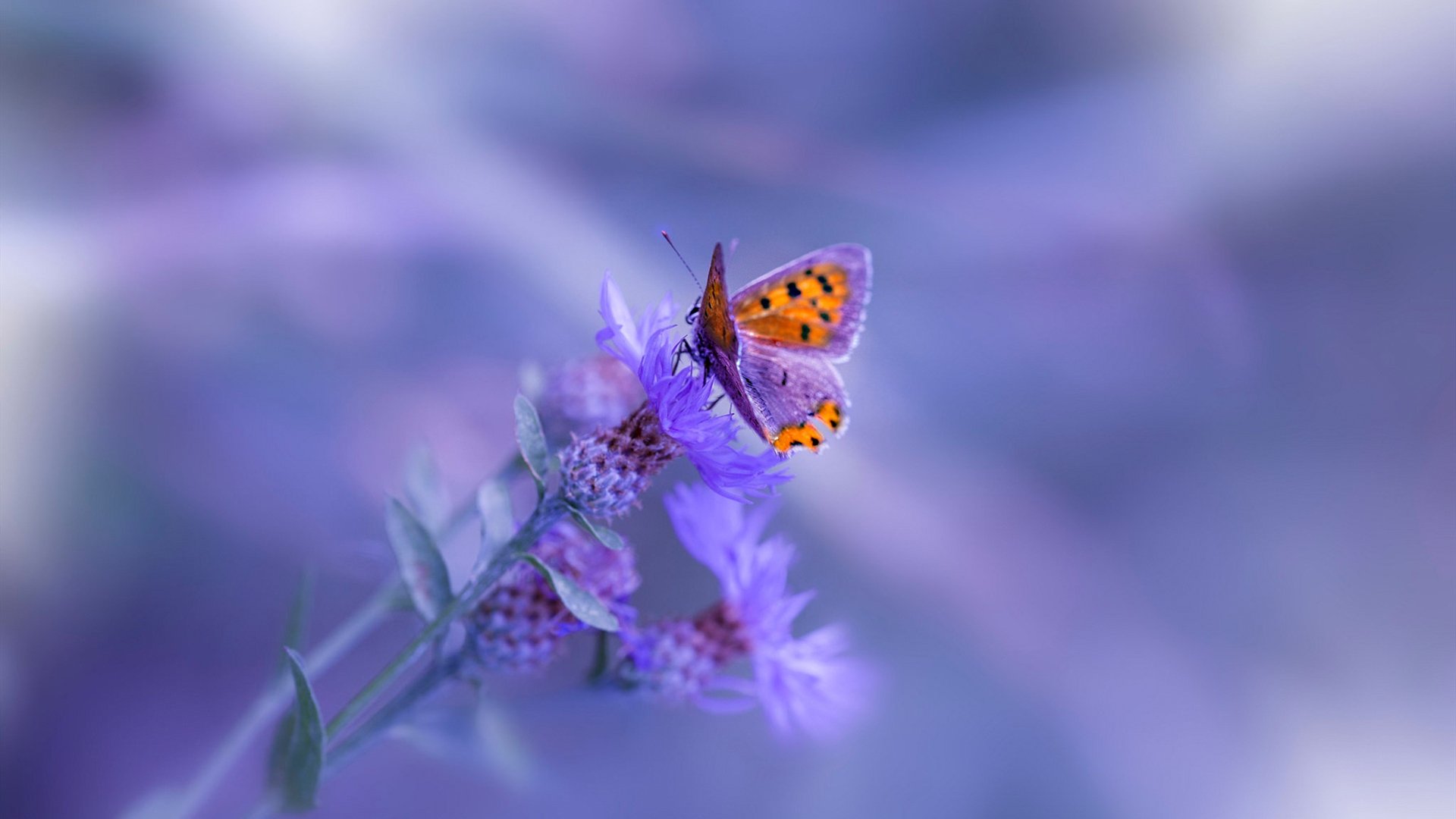 武士道の逆袭，当富安健洋在德甲争冠战接管比赛，日本足球掀翻瑞典式宿命