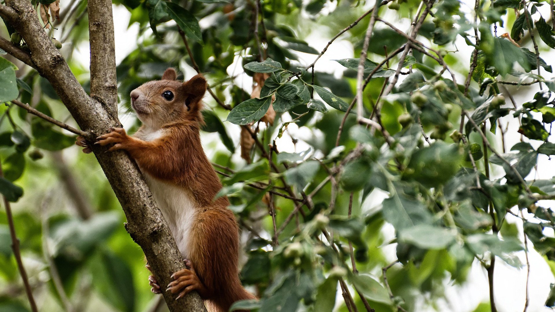 当过江龙遇见东方兵法，范弗利特惊艳难敌浙江铁血体系