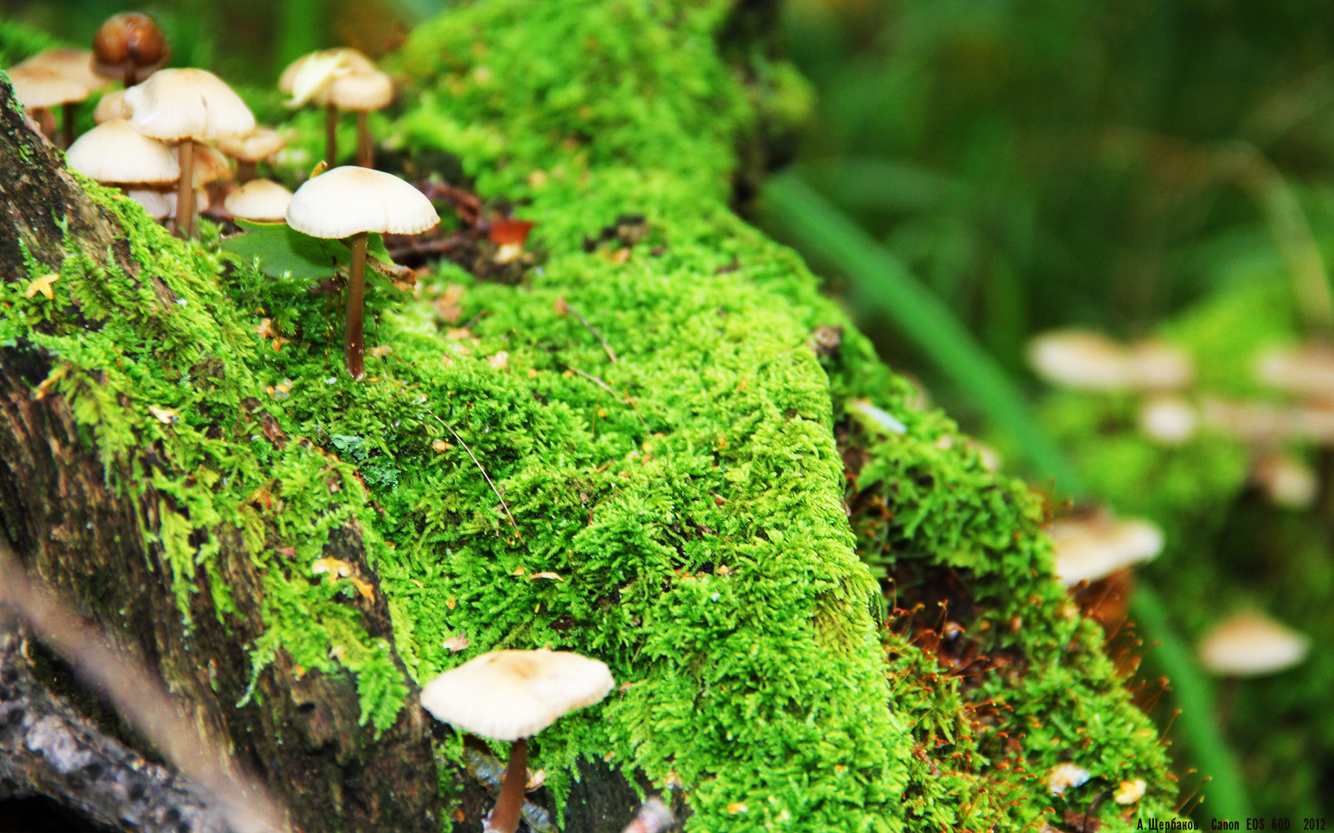 詹姆斯稳如钟表，篮网团队齿轮碾碎广厦之梦