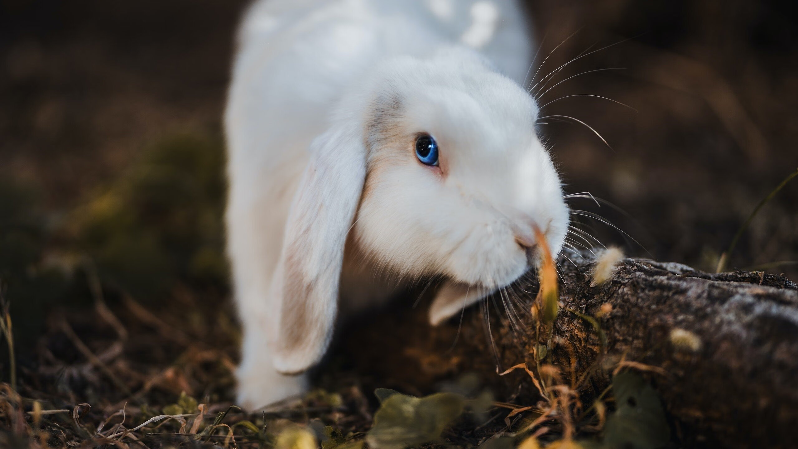 红黑军团的闪电战，黄色潜水艇的叹息夜，拉亚一夫当关定乾坤