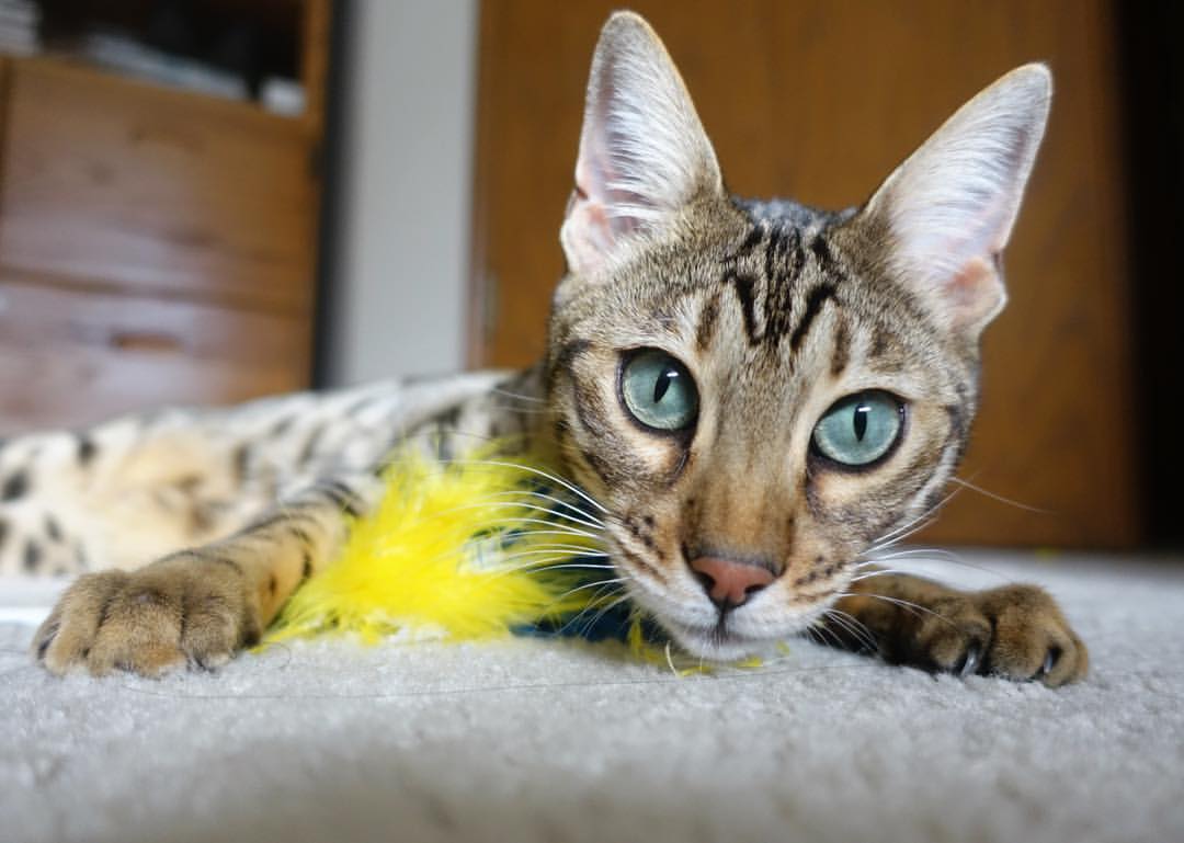 跨界启示录，当东决战鼓敲响时，厄德高在绿茵场写下新维度