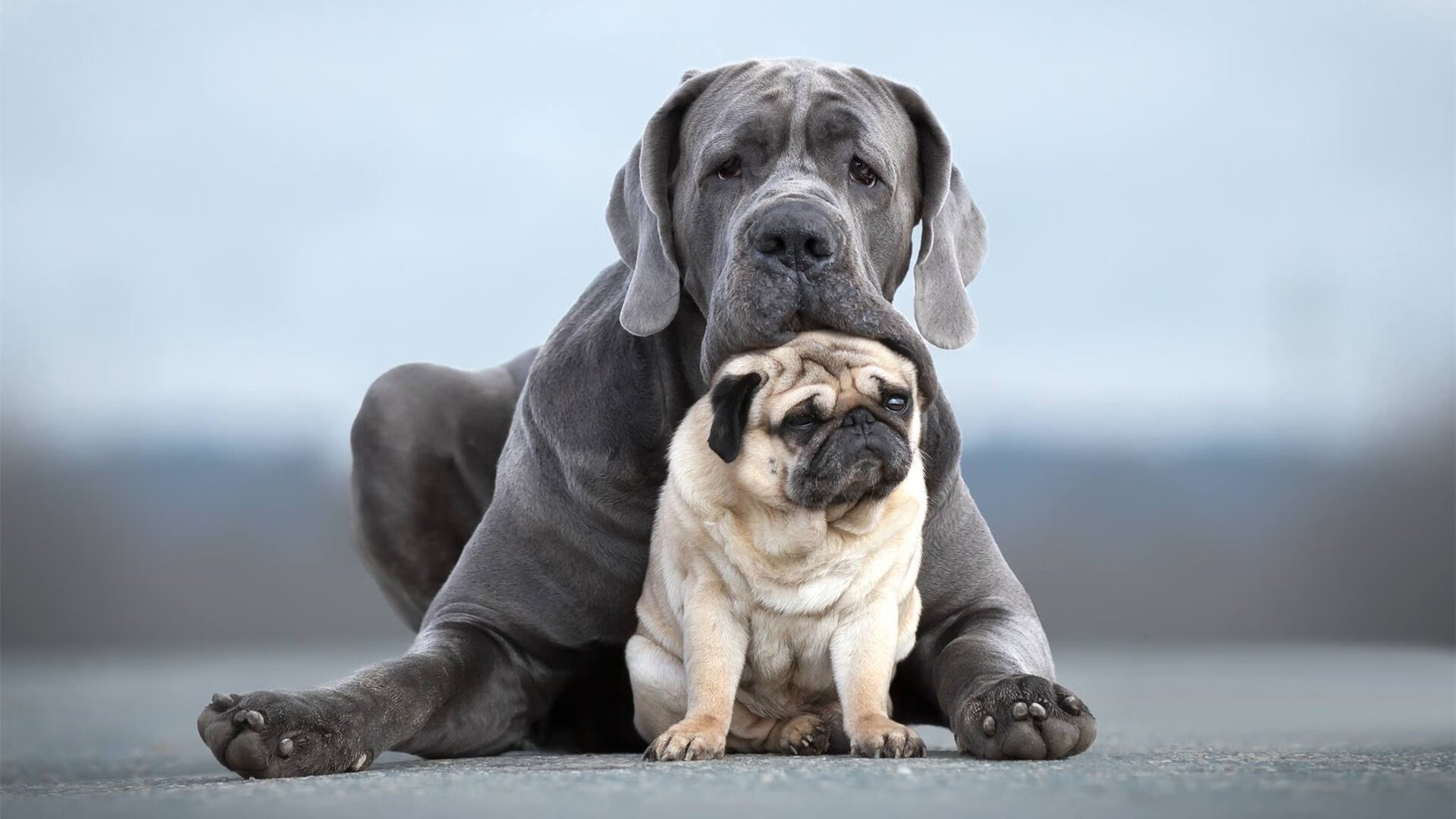 命运的回响,2026世界杯,摩洛哥再演神奇,C罗书写最后的史诗